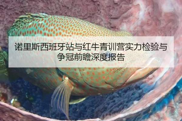 诺里斯西班牙站与红牛青训营实力检验与争冠前瞻深度报告